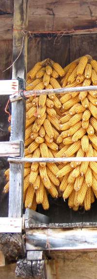 Corn harvest